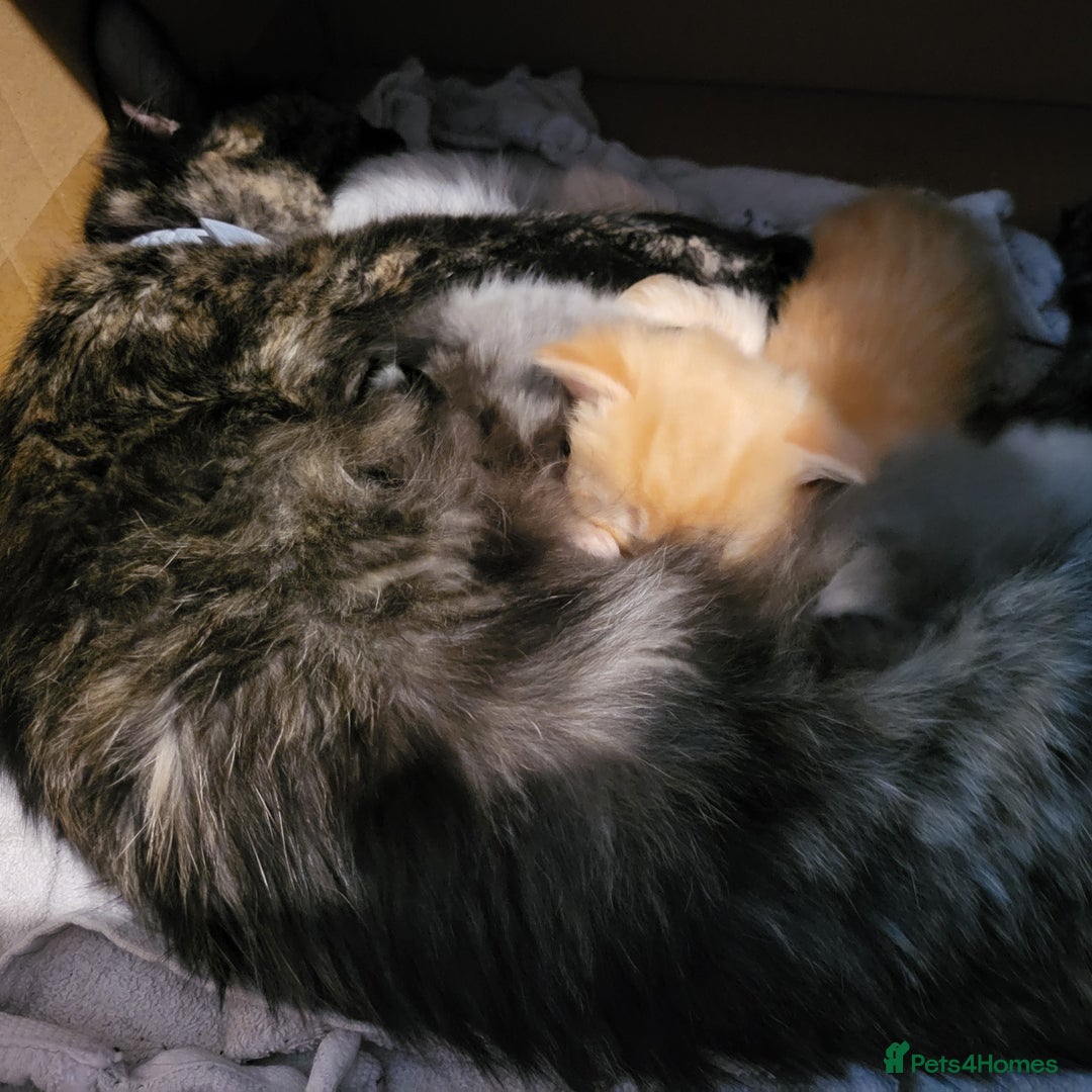 Maine Coon cats for sale: Maine Coon cross kittens - Image 2