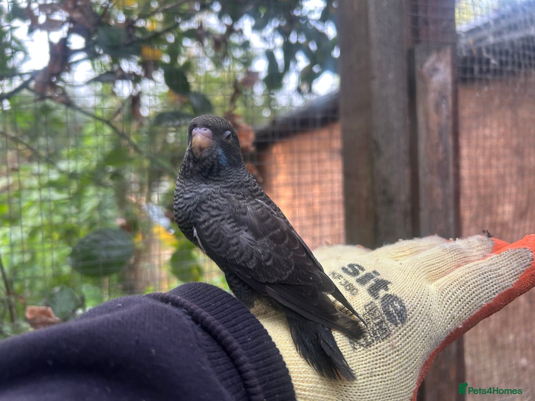 Budgerigars birds for sale: Budgies for sale, black wings, all in good health  - Image 21