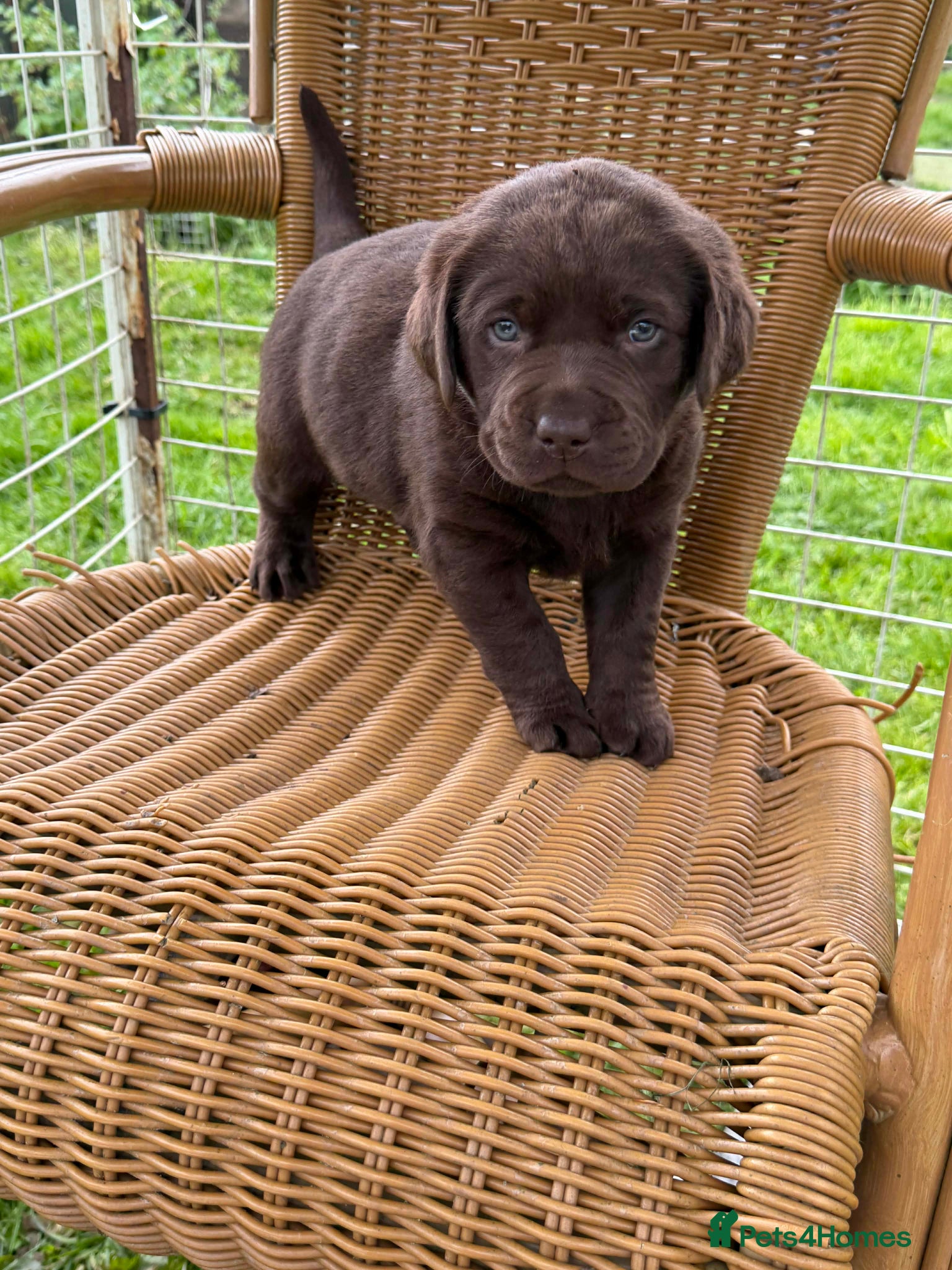 Labrador Retriever dogs ⭐️Chocolate and Silver Labrador puppies⭐️ - Advert 13