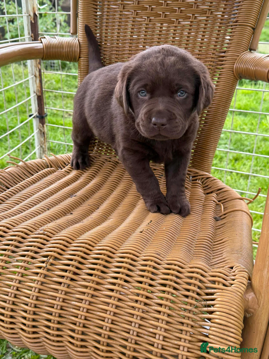 Labrador Retriever dogs for sale: ⭐️Chocolate and Silver Labrador puppies⭐️ - Advert 1