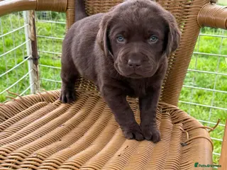 Labrador Retriever dogs ⭐️Chocolate and Silver Labrador puppies⭐️ - Advert 13
