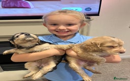 Cockapoo dogs for sale: 2 Beautiful Cockapoos! - Advert 1