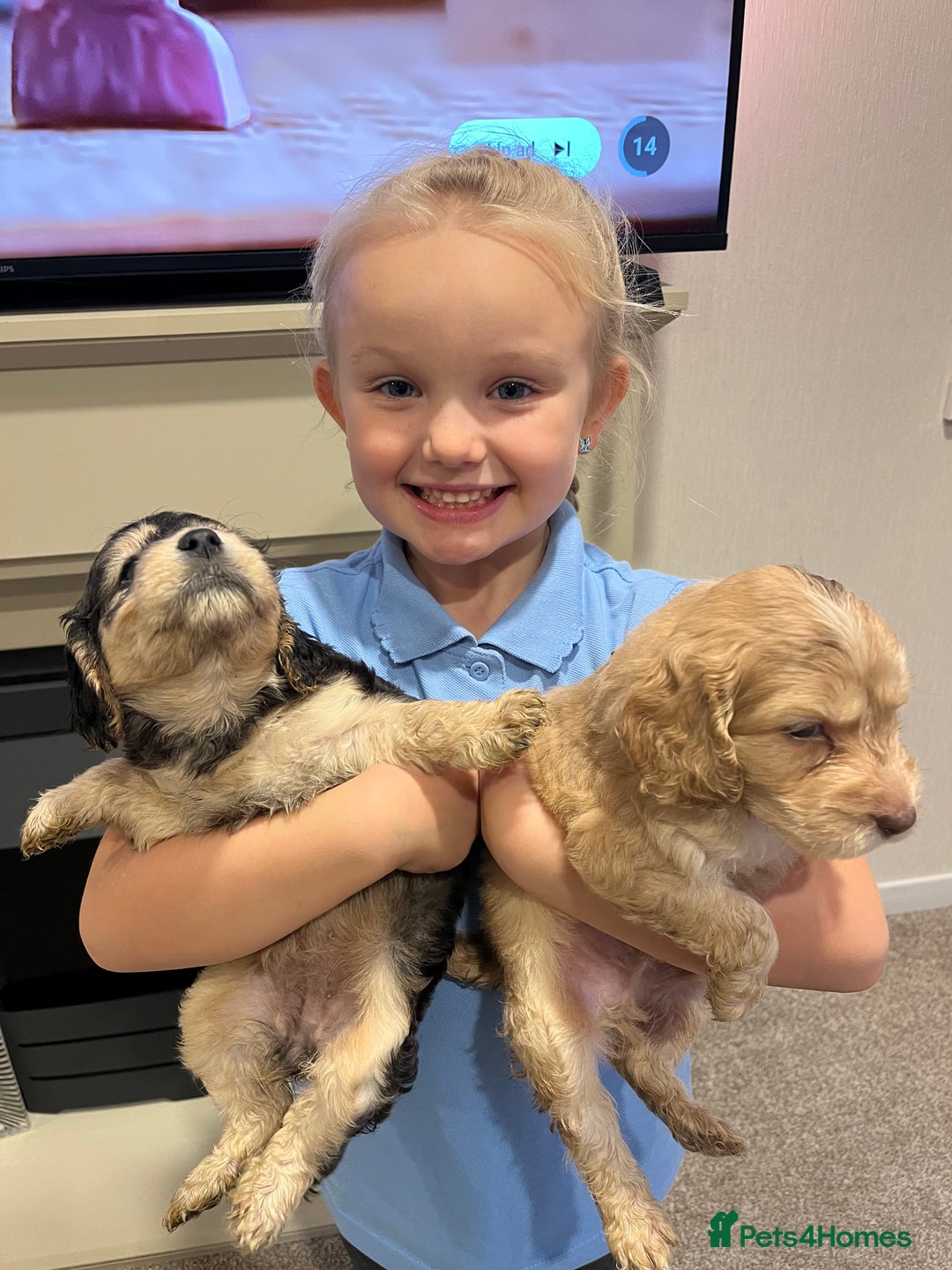 Cockapoo dogs for sale: 2 Beautiful Cockapoos! - Advert 1