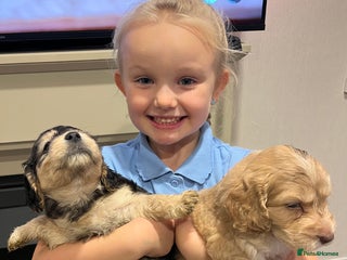 Cockapoo dogs 2 Beautiful Cockapoos! - Advert 18