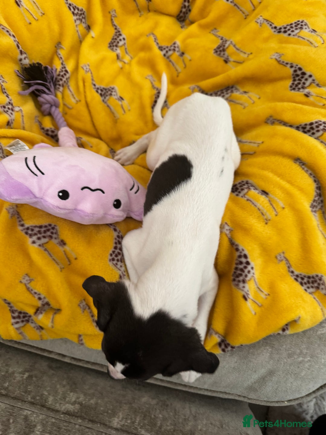 Whippet dogs for sale: Beautiful whippet puppies ready soon - Image 9
