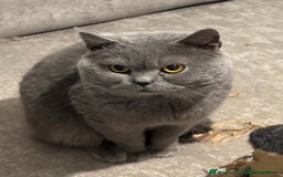 British Shorthair cats for sale: GCCF registered ChampionBloodline 5GENpedigree BSH - Image 24