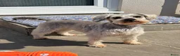 Miniature Schnauzer dogs for sale: Miniature schnauzer adult female  - Advert 4