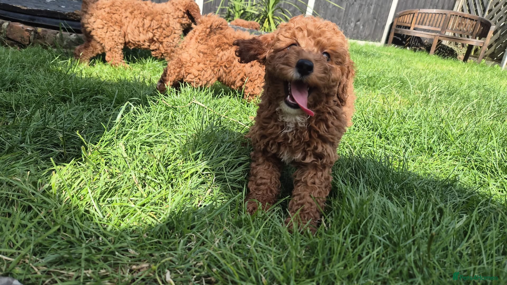 Cavapoo dogs fox red cavapoo - Advert 16