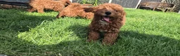 Cavapoo dogs for sale: fox red cavapoo - Advert 7