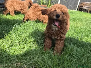Cavapoo dogs fox red cavapoo - Advert 8