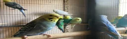 Budgerigars birds for sale: Young budgies for sale ,many available  - Advert 7