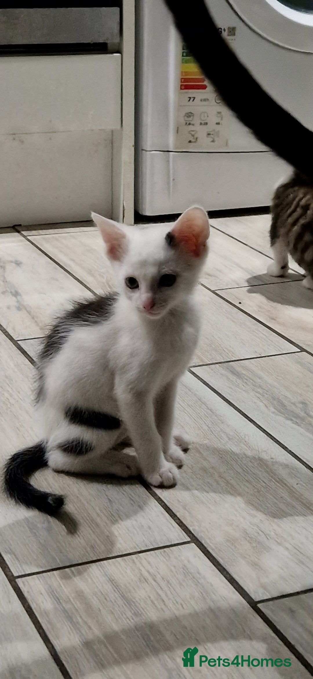 British Shorthair cats for sale: Cats shorthair - Advert 8