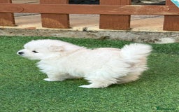 Pomeranian dogs for sale: XS Pomeranian - Image 8