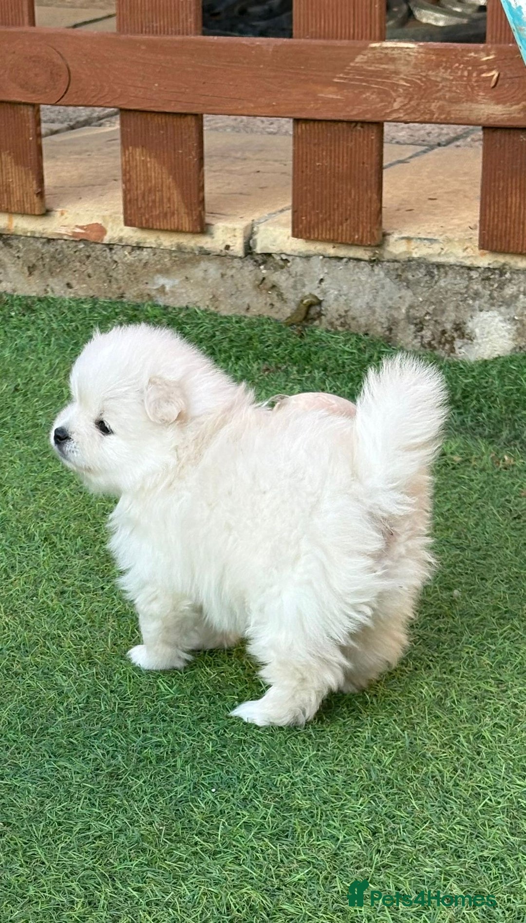 Pomeranian dogs for sale: XS Pomeranian - Image 8