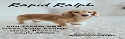 Miniature Dachshund dogs for stud: CREAM MINIATURE DUTCH HOUND STAR - Advert 3