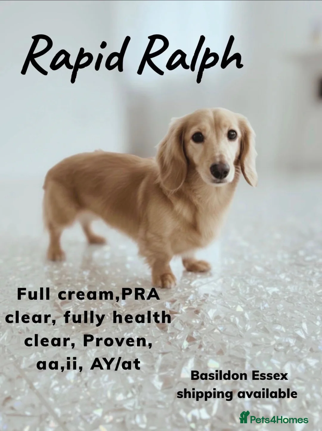 Miniature Dachshund dogs for stud: CREAM MINIATURE DUTCH HOUND STAR - Advert 3