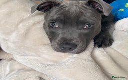 Staffordshire Bull Terrier dogs for sale: Blue brindle staffy - Image 5