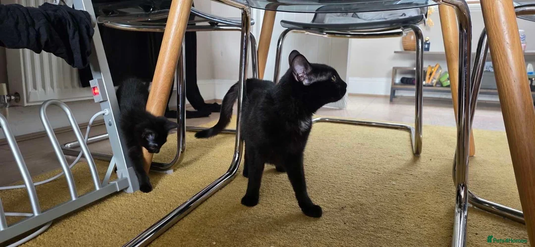 Domestic Shorthair cats for sale: Treacle & Pudding in Liverpool - Advert 6
