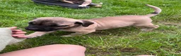 Boerboel dogs for sale: 2 gorgeous Boerboel girls ready now!! - Advert 15