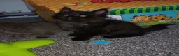 Maine Coon cats for sale: Pure breed Maine coon kittens - Advert 3