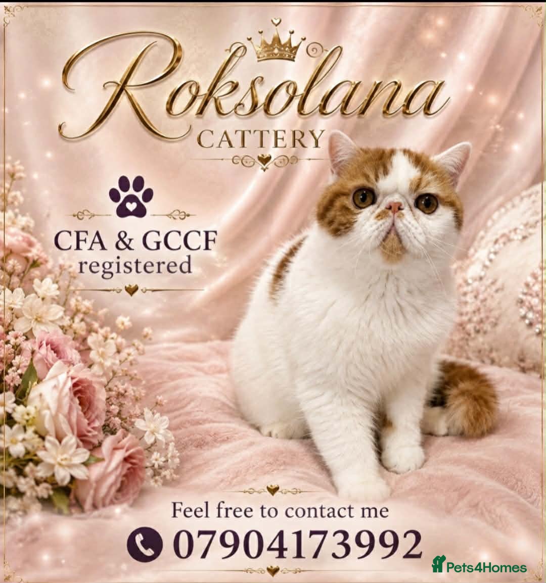 Exotic cats Beautiful exotic boy - Advert 8