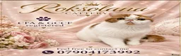 Exotic cats for sale: Beautiful exotic boy - Advert 1