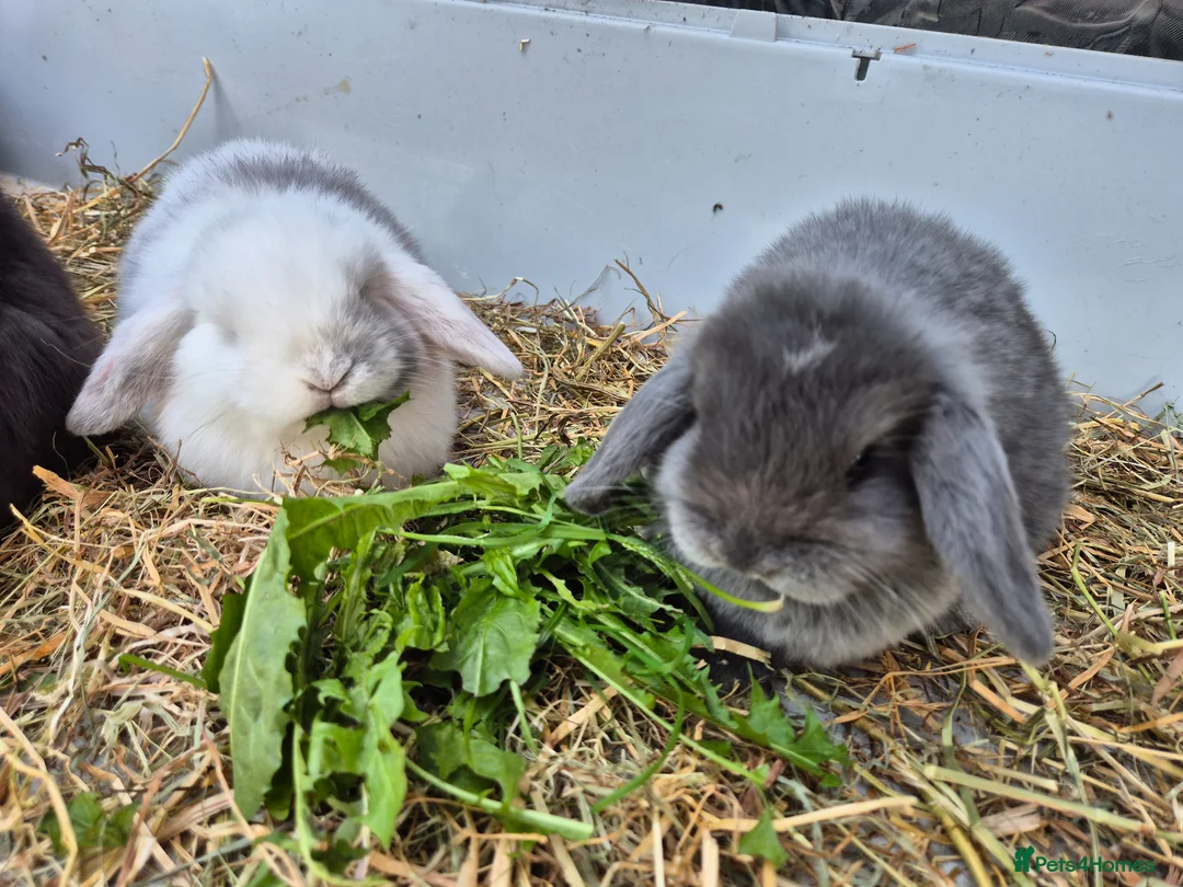 Mini Lop rabbits for sale: 5 Female mini lops  - Advert 13