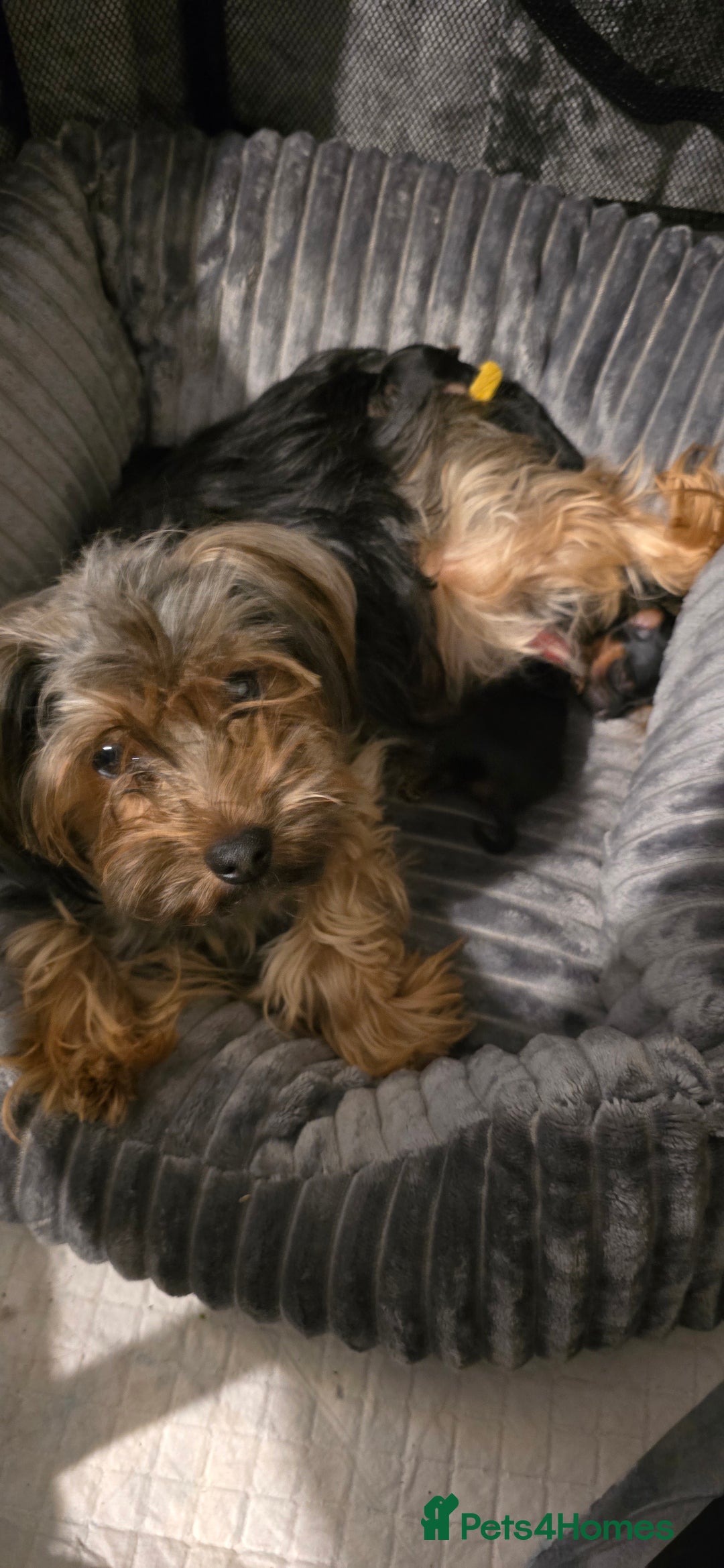 Yorkshire Terrier dogs for sale: Yorkie Puppies  - Advert 1