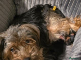 Yorkshire Terrier dogs Yorkie Puppies - Advert 1