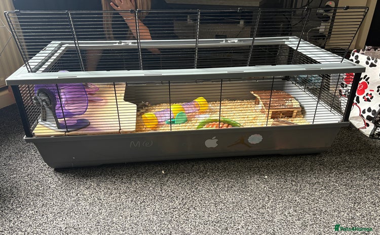 Hamster rodents - Advert 2