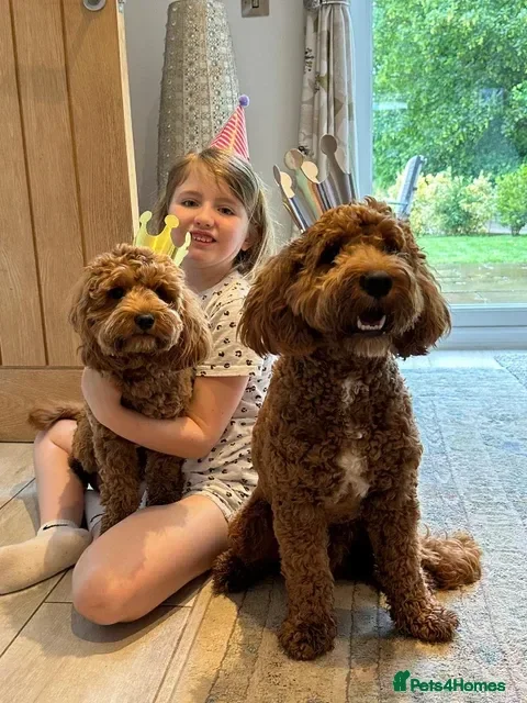 Cavapoo dogs cavapoos - Advert 2