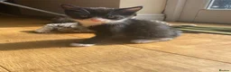 Mixed Breed cats for sale: 8 beautiful kittens available now - Advert 9