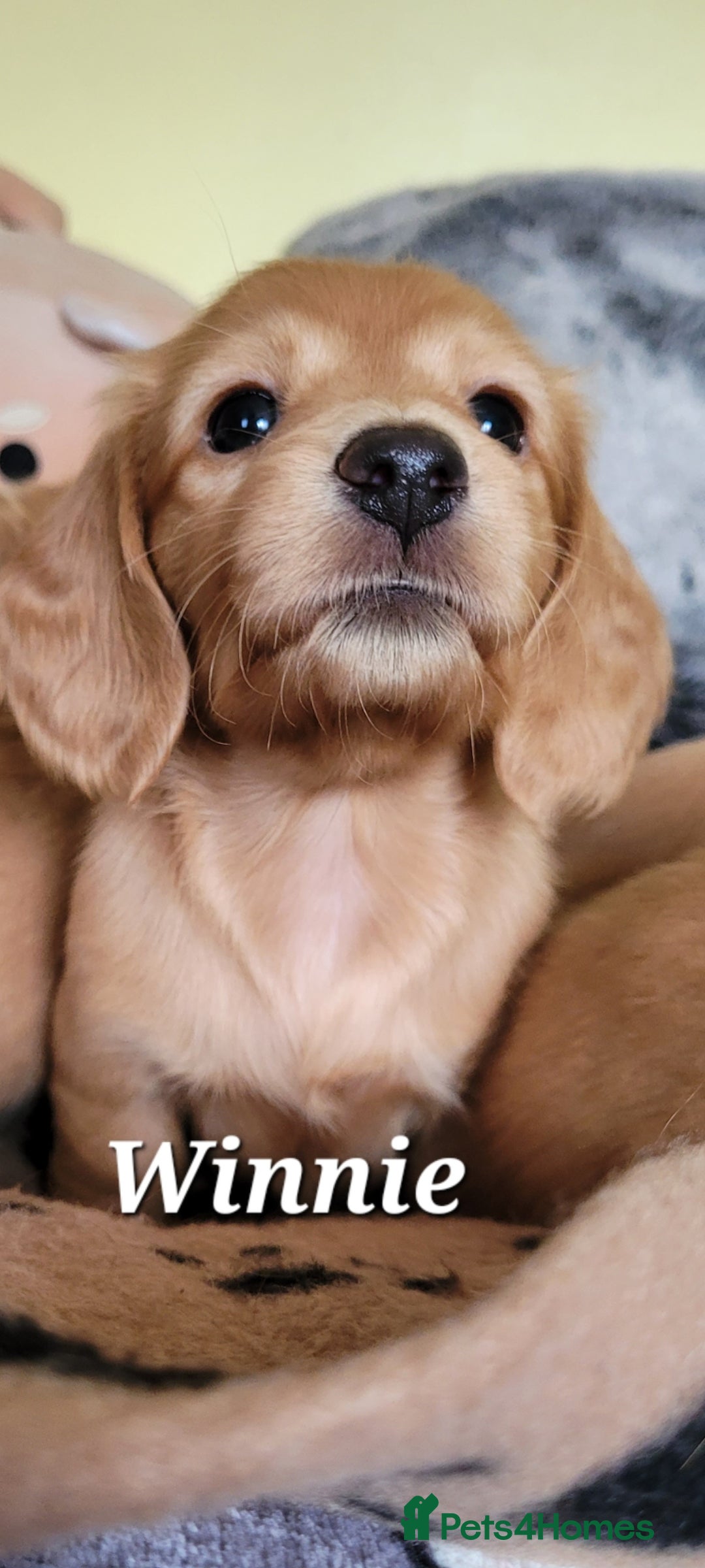 Dachshund dogs for sale: Long Haired KC Miniature Dachshund - Advert 5