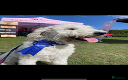 Goldendoodle dogs for sale: Goldendoodle puppies  - Image 6