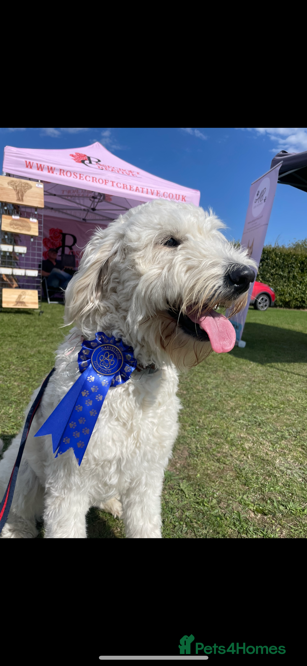 Goldendoodle dogs for sale: Goldendoodle puppies  - Image 6