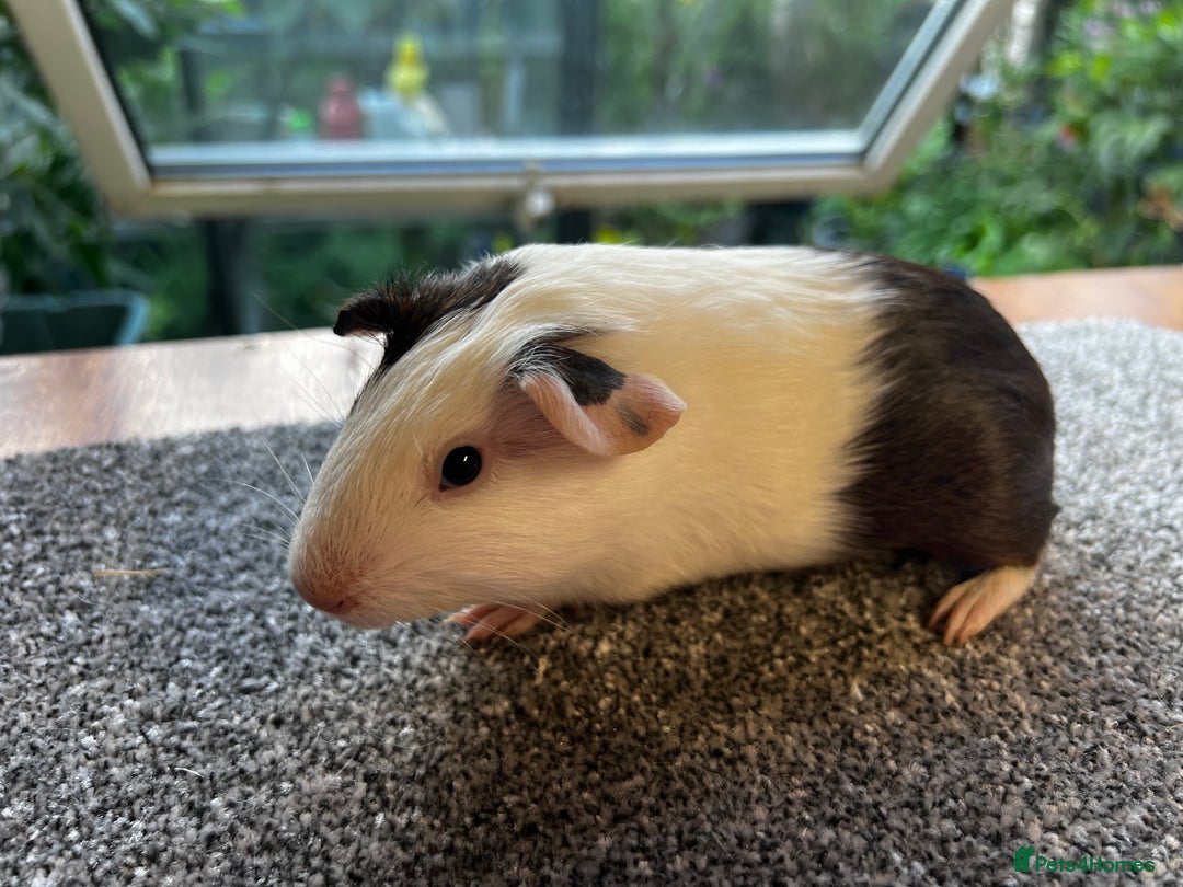 Guinea Pig rodents for sale: Dutch Sows/girls - Image 21