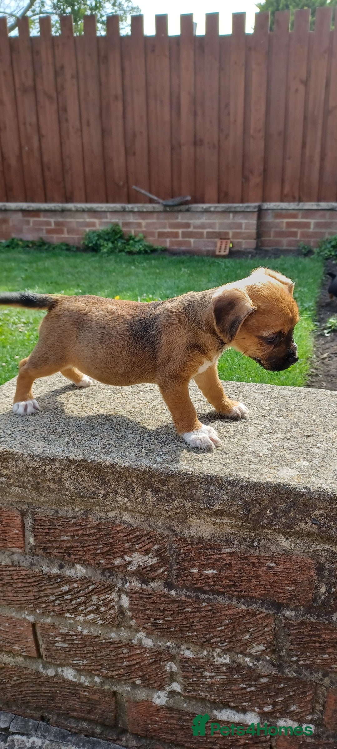Mixed Breed dogs for sale: Jack Russell x Boarder Terrier girl pup - Image 13