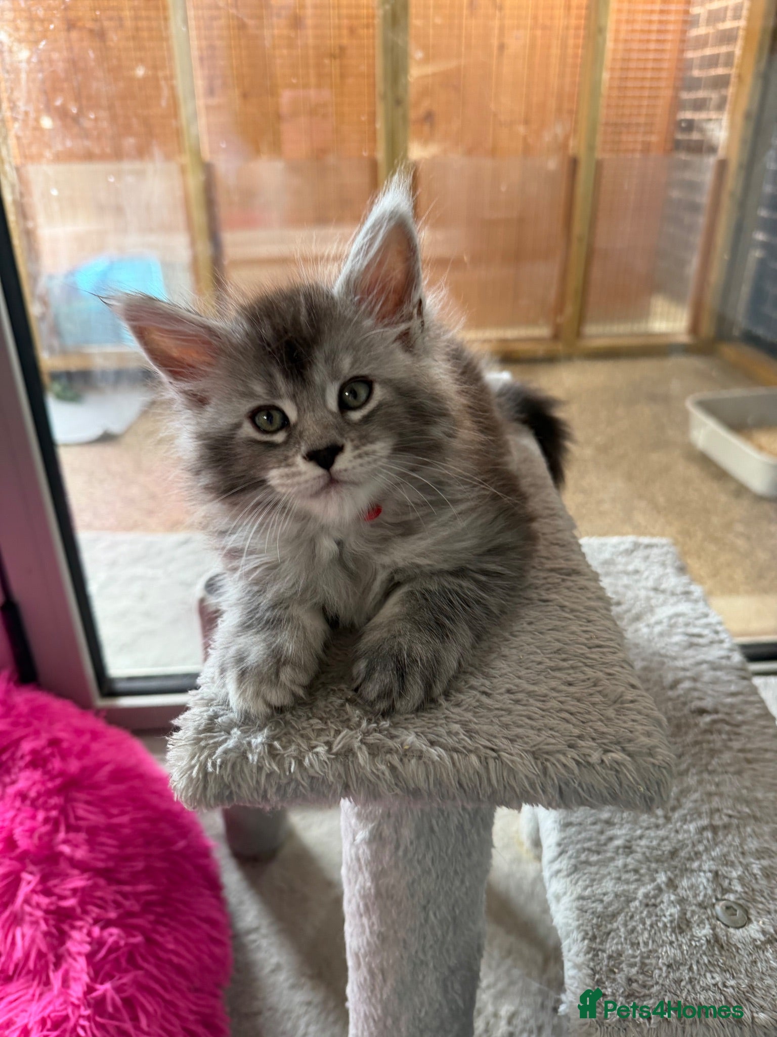 Maine Coon cats Beautiful black smoke & silver shaded Maine coons  - Advert 1