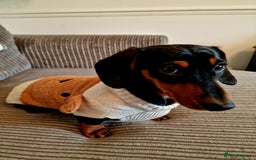 Miniature Dachshund dogs for sale: Male Miniature Dachsund - Image 8