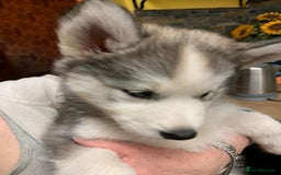 Utonagan dogs for sale: Husky x malamute  - Image 18