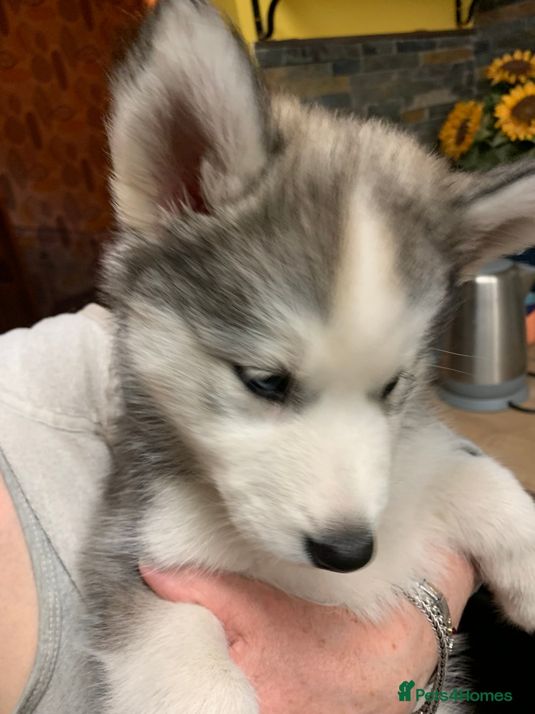 Utonagan dogs for sale: Husky x malamute  - Image 18