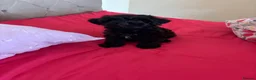 Yorkiepoo dogs for sale: Asian tiny toy poodle puppy’s  - Advert 4