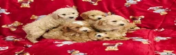 Cockapoo dogs for sale: ⚜️Pure Quality Cockapoos ⚜️ - Advert 26