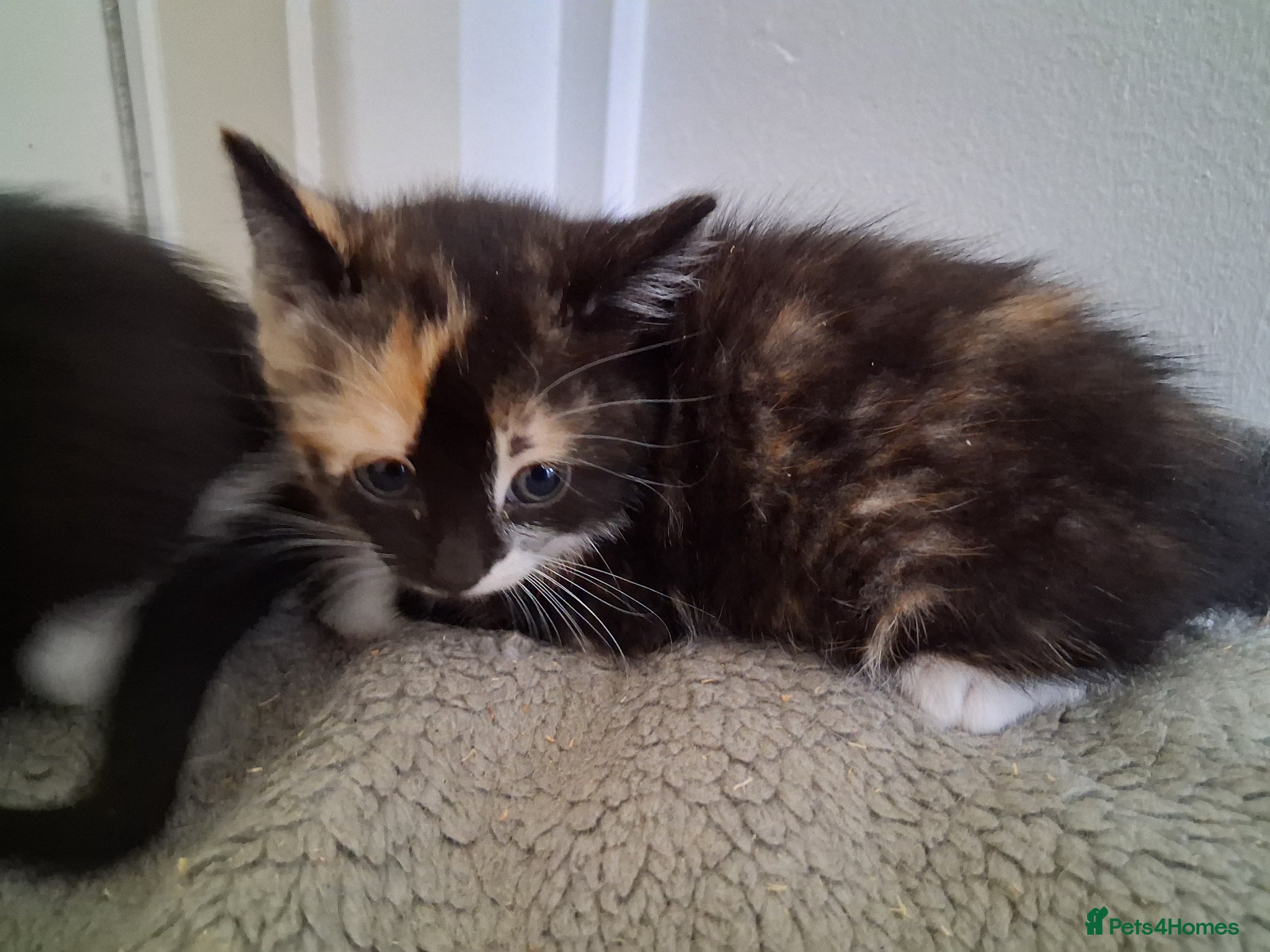 Domestic Shorthair cats for sale: 2 BEAUTIFUL KITTENS AND MUM AVAILABLE - Advert 9