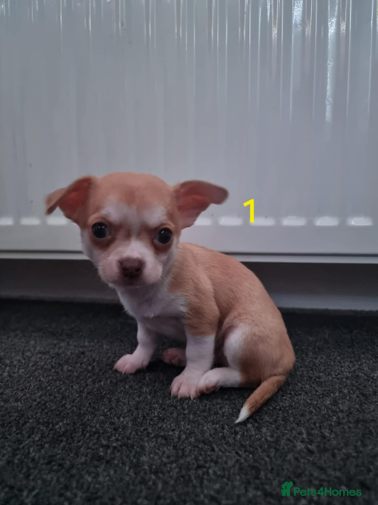 Chihuahua dogs Chihuahua puppy's chihuahuas - Advert 2