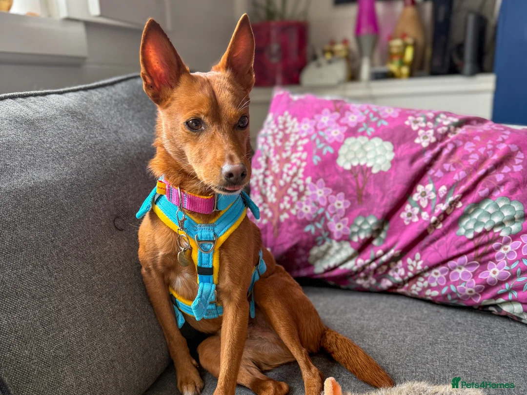 Mixed Breed dogs for adoption: Rusty - Podenco cross  in Waltham Cross - Advert 2