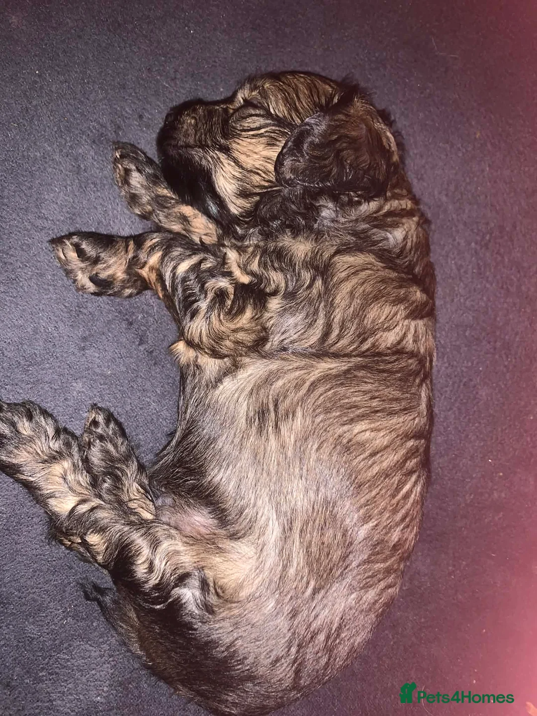 Chinese Crested dogs for sale: One boy left and One girl left reserve now  - Advert 4