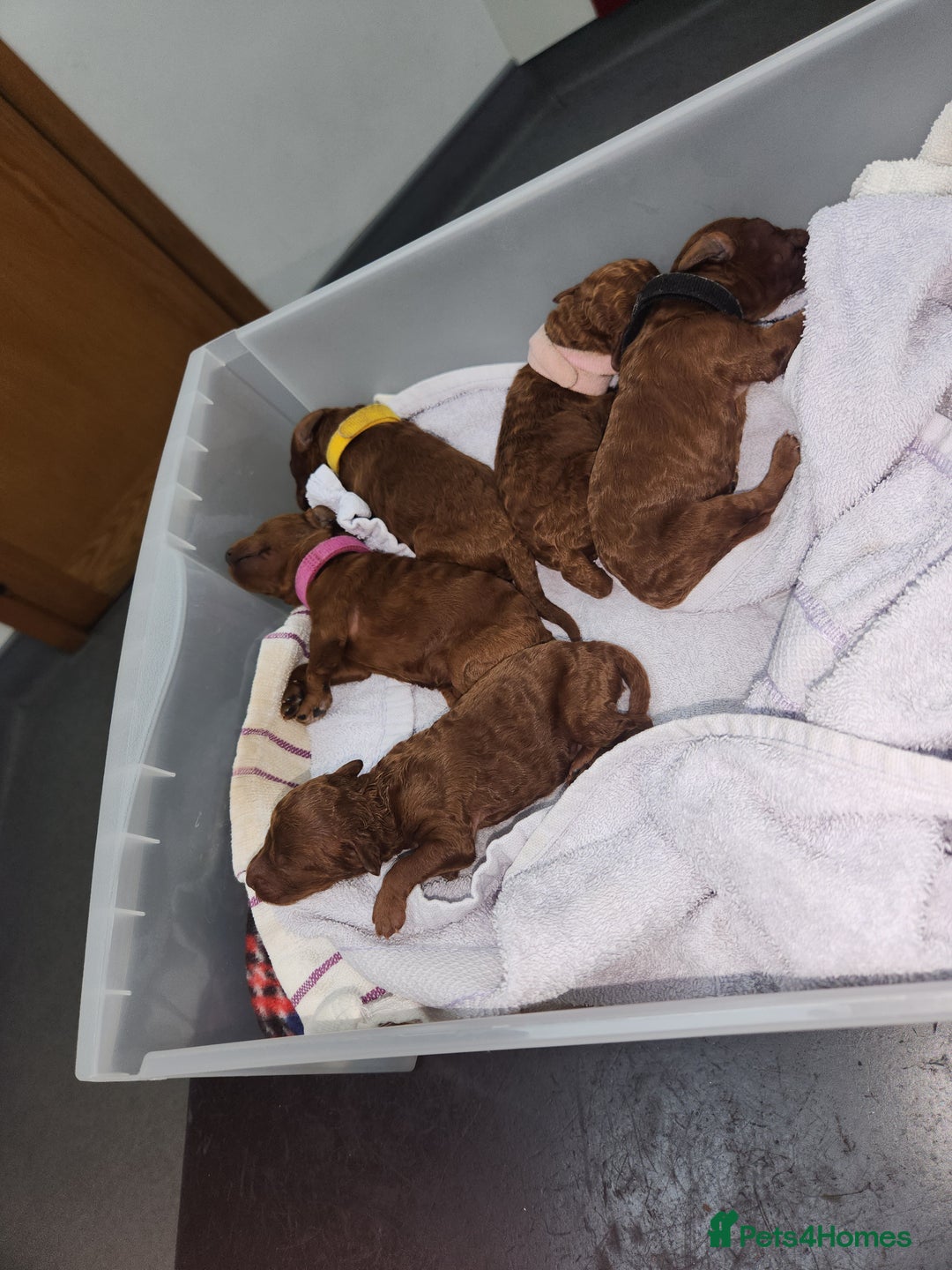 Miniature Poodle dogs for sale: Stunning red miniature poodle - Advert 20