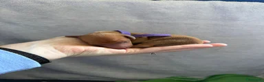 NoelaniDream Ginger Snap