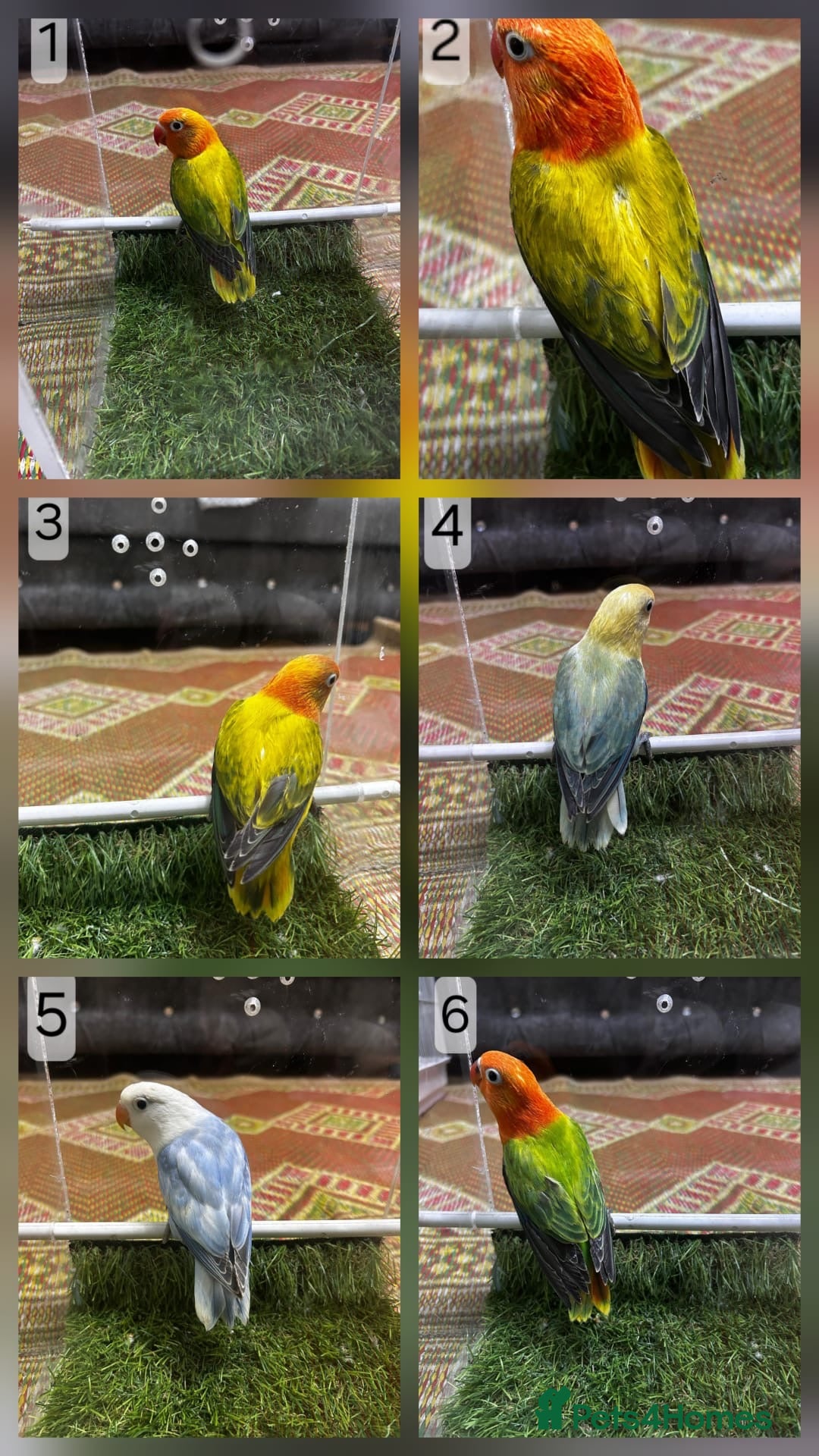 Lovebirds birds for sale: Beautiful Mutation fisher Lovebirds in Birmingham  - Advert 1